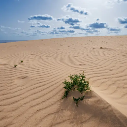 iStock-1474196874dunas_result