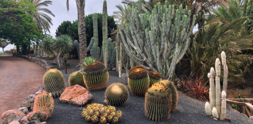 VIVE Fuerteventura_Städte & Dörfer_La Lajita_Oasis Park_02_1920x1100px