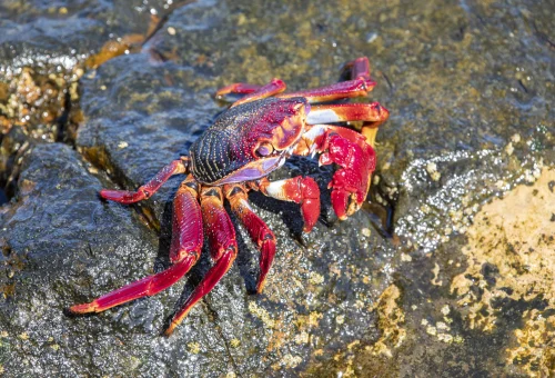 iStock-1180286096animal_result