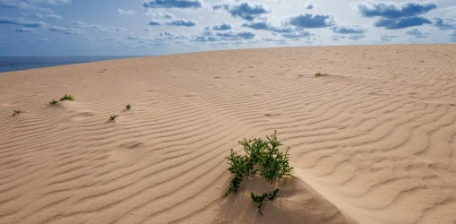 iStock-1474196874dunas_result